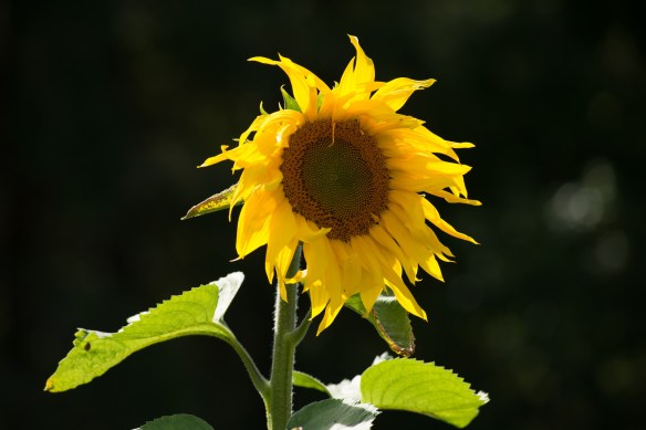August Sunflower by Jim Friedrich