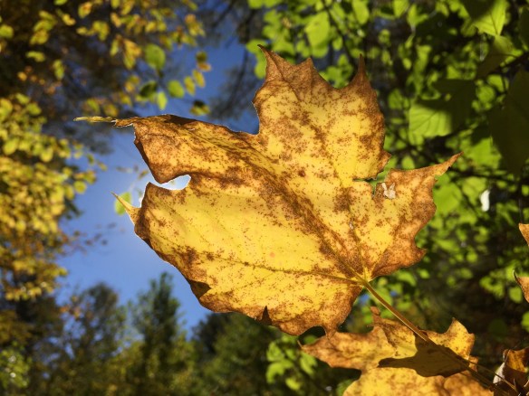 October leaf, Newfane, Vermont (Photo by Jim Friedrich)