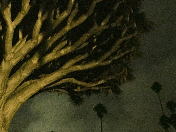 Dragon tree, Mount Calvary Monastery 